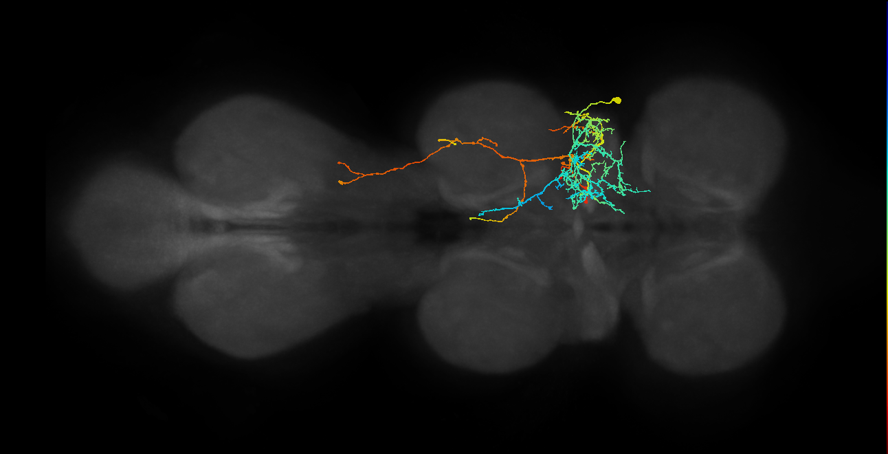 IN17A080,IN17A083_R (MaleCNS:908496)
