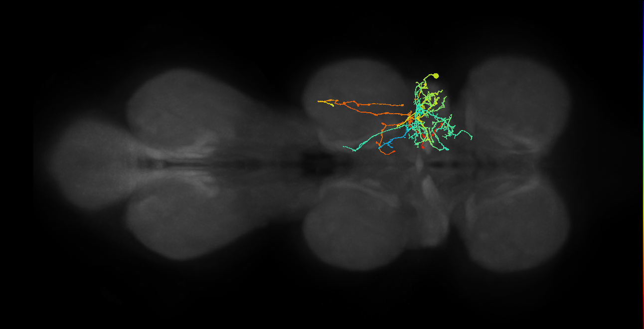 IN17A080,IN17A083_R (MaleCNS:810206)