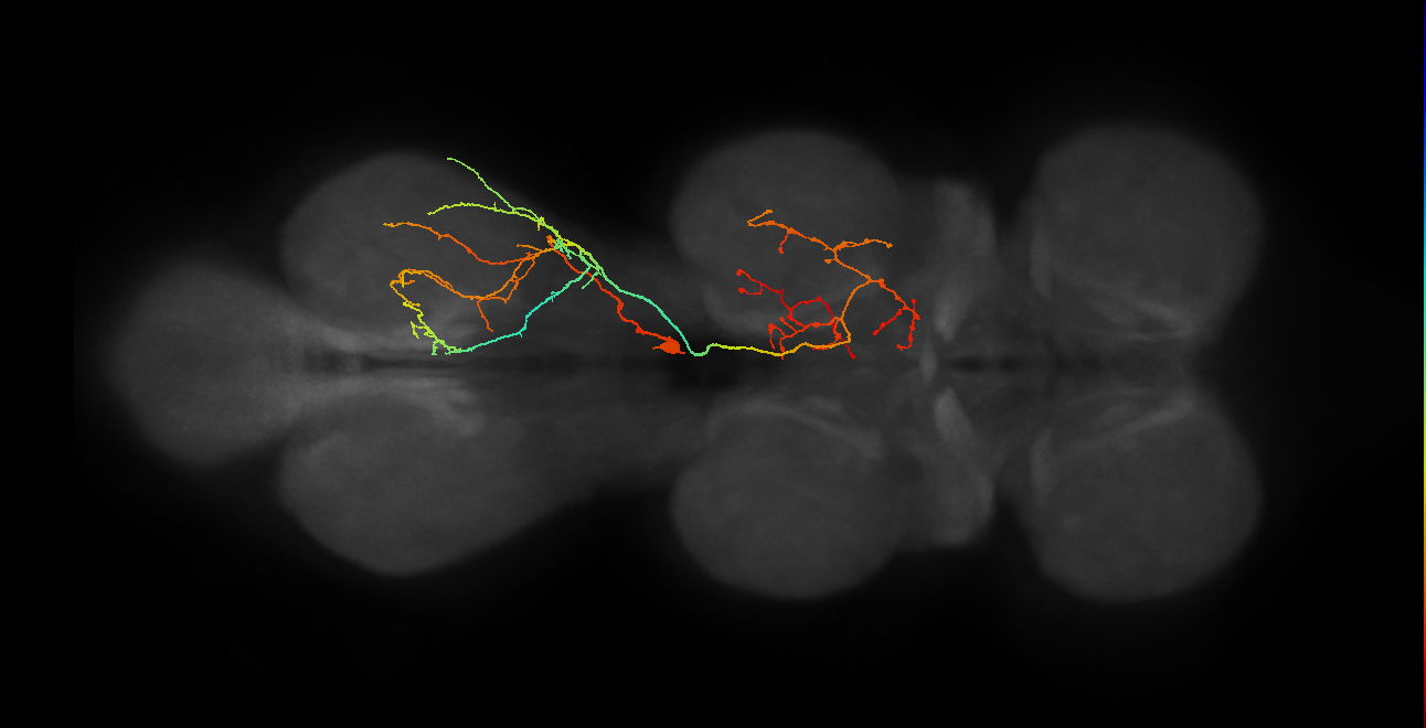 IN17A082, IN17A086_R (MaleCNS:810677)