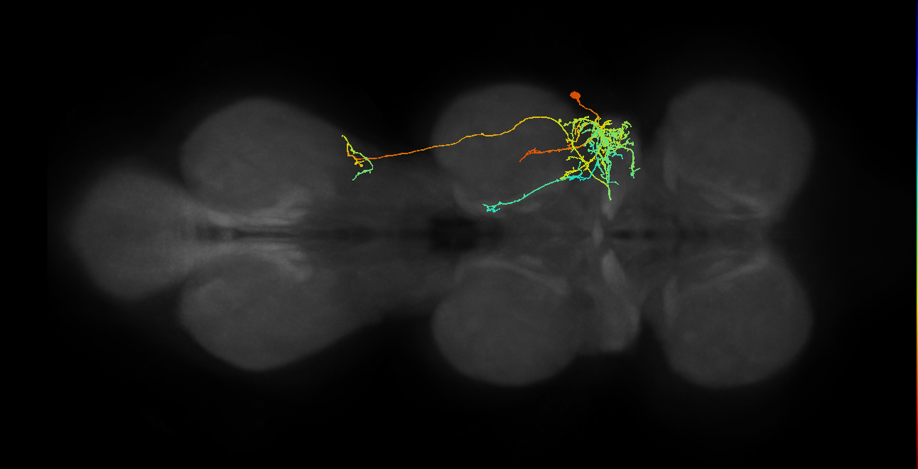 IN17A088, IN17A089_R (MaleCNS:807729)
