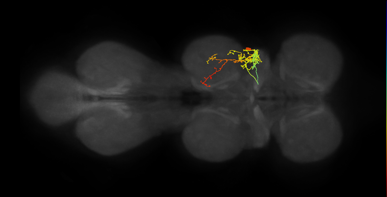IN17A112_R (MaleCNS:810926)