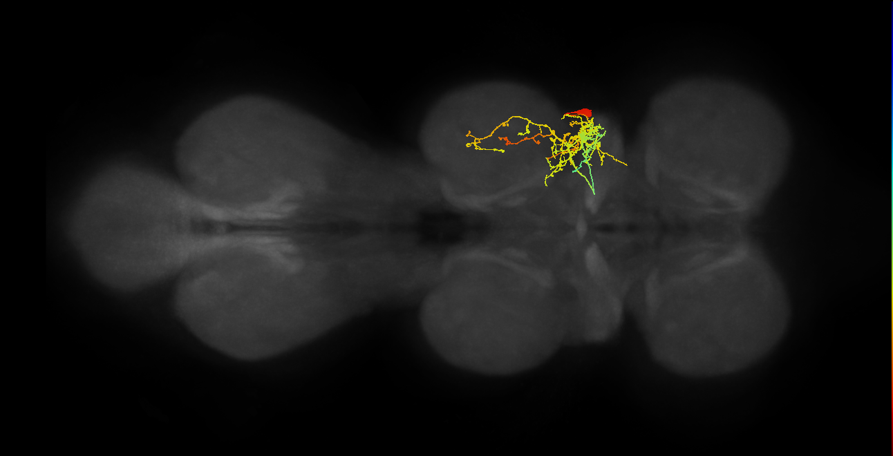 NB2-5 lineage neuron