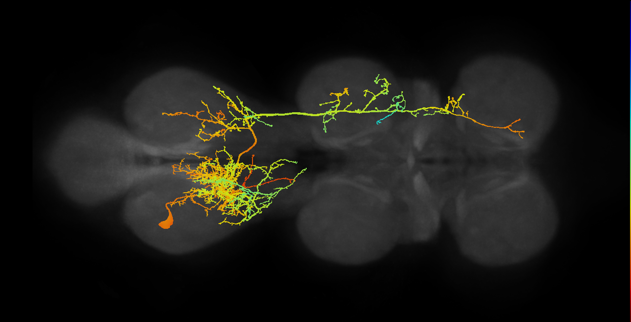 lineage NB2-4 primary interneuron