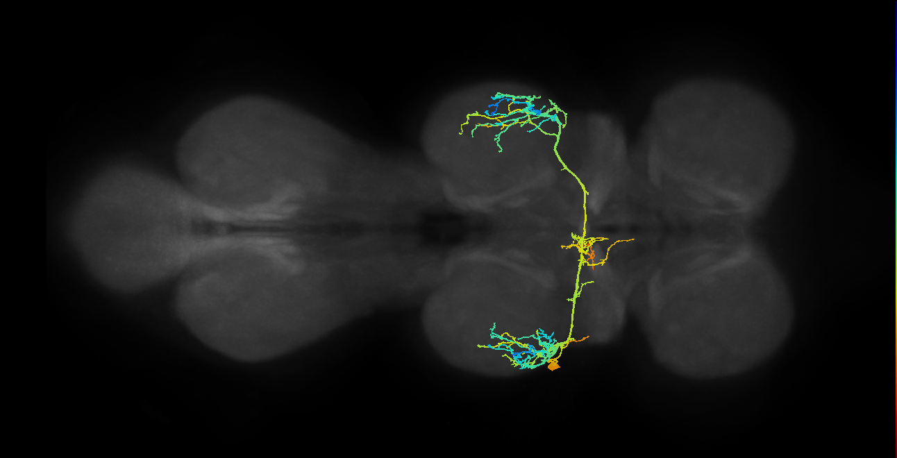 NB2-4 lineage neuron