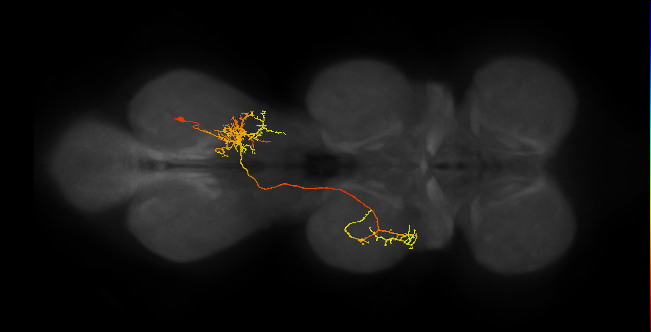 IN18B043_R (MaleCNS:806941)