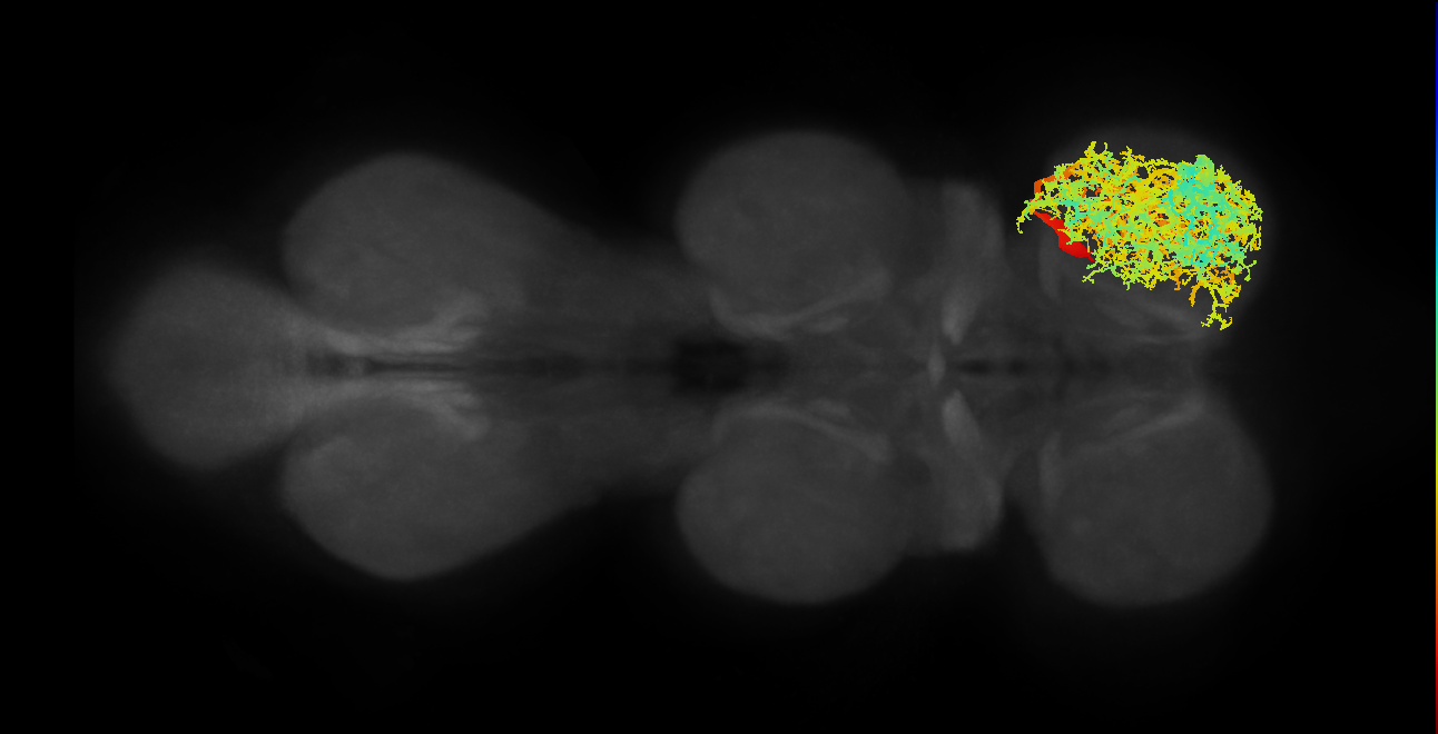 IN19A002_R (MaleCNS:809317)