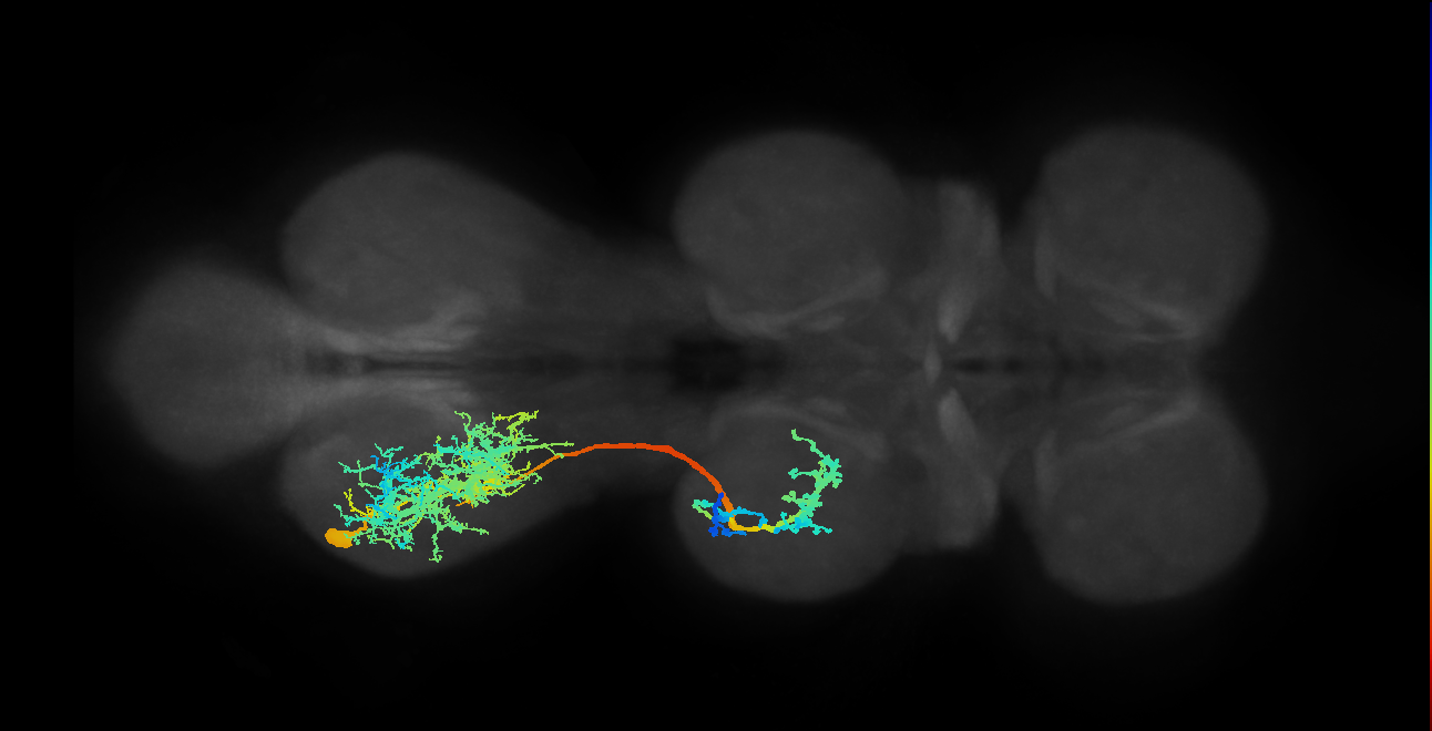 IN19A014_L (MaleCNS:803501)