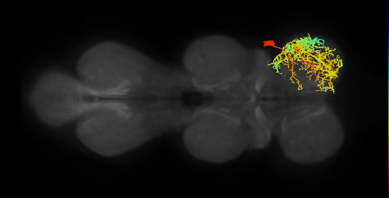 IN19A015_R (MaleCNS:800551)