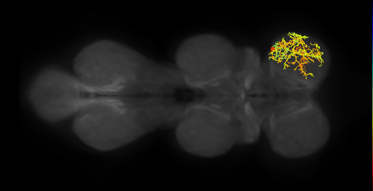 IN19A016_R (MaleCNS:802625)