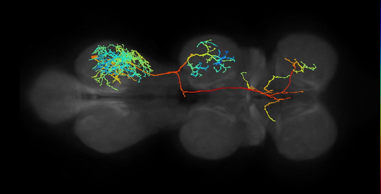 IN19A018_R (MaleCNS:800529)