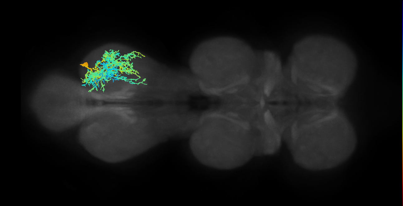 IN19A020_R (MaleCNS:902420)