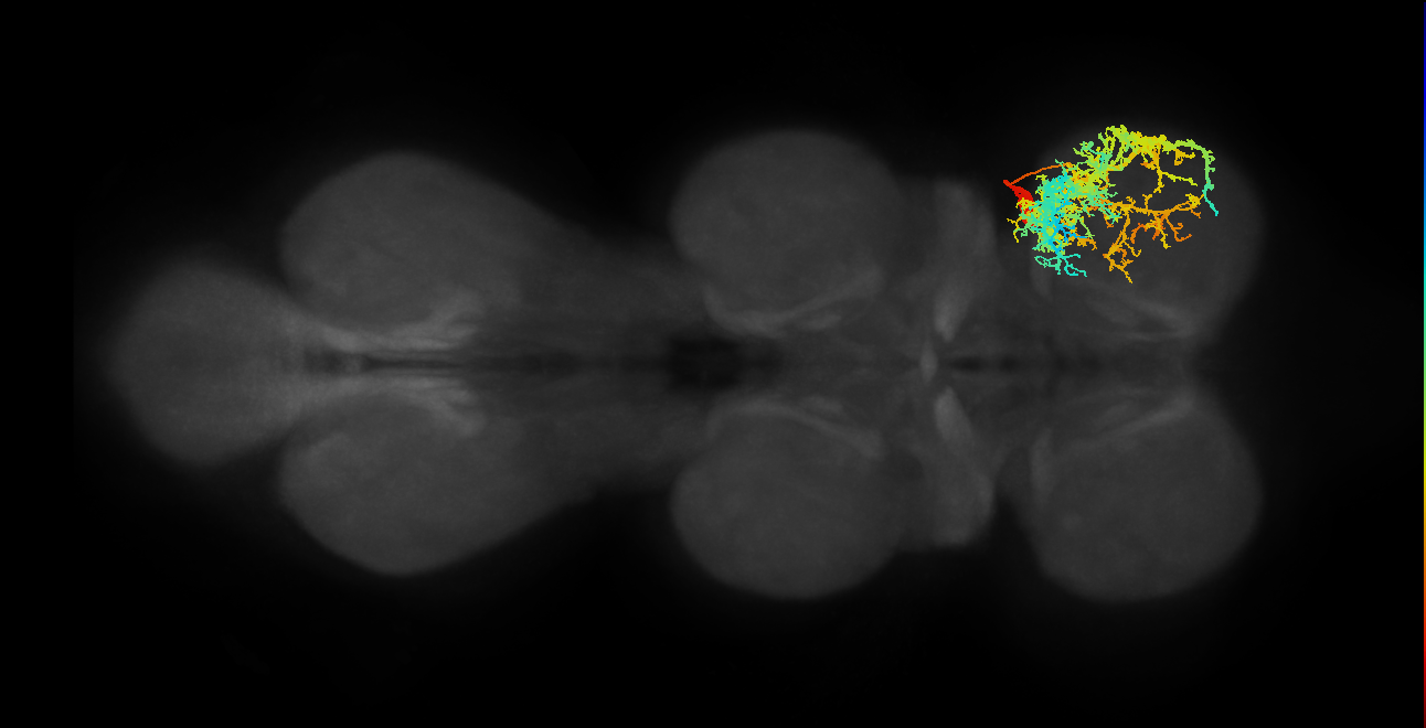 IN19A022_R (MaleCNS:902500)