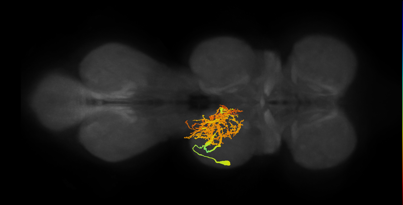 lineage NB6-2 primary interneuron