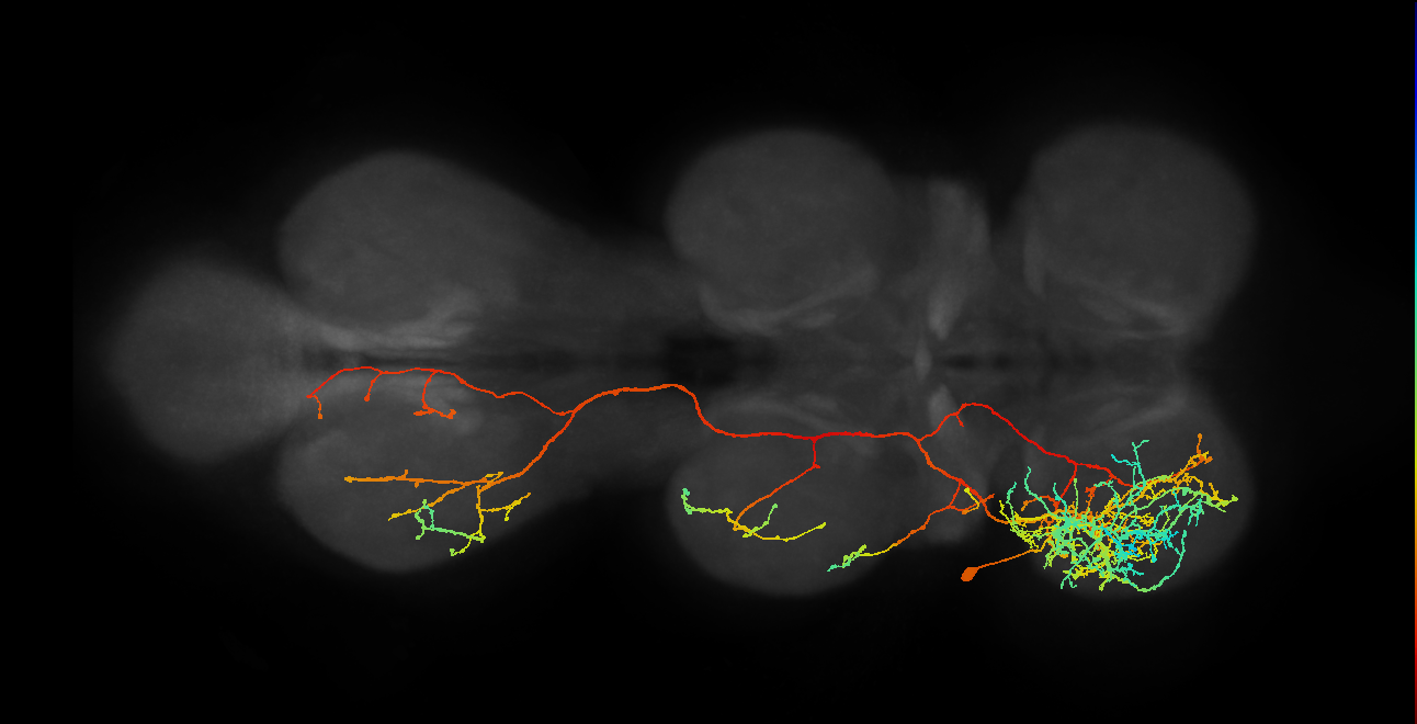 IN19A032_L (MaleCNS:800750)