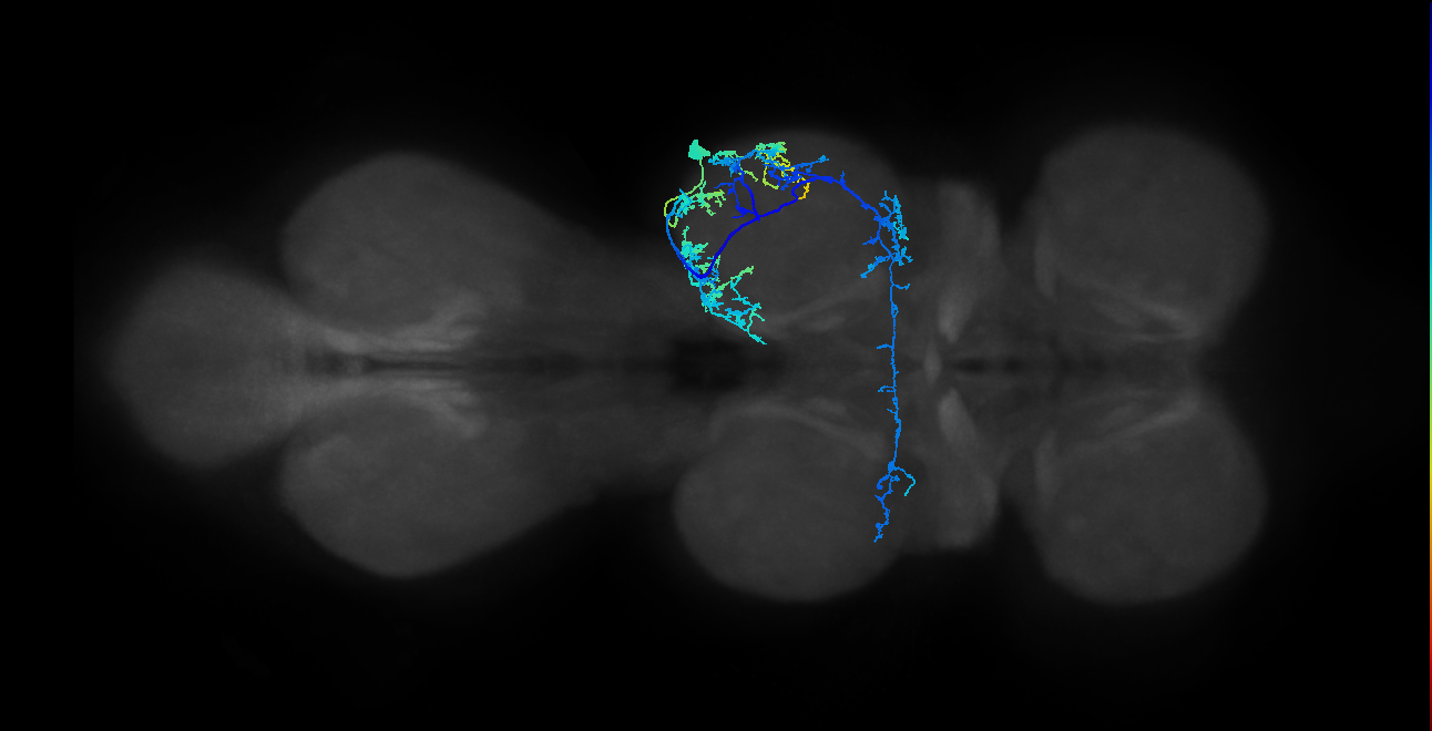 IN19A041_R (MaleCNS:807040)