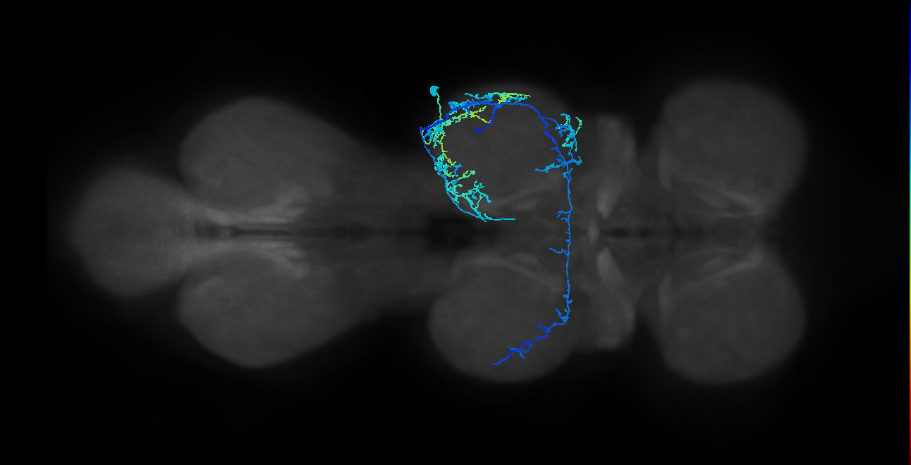 IN19A041_R (MaleCNS:811023)