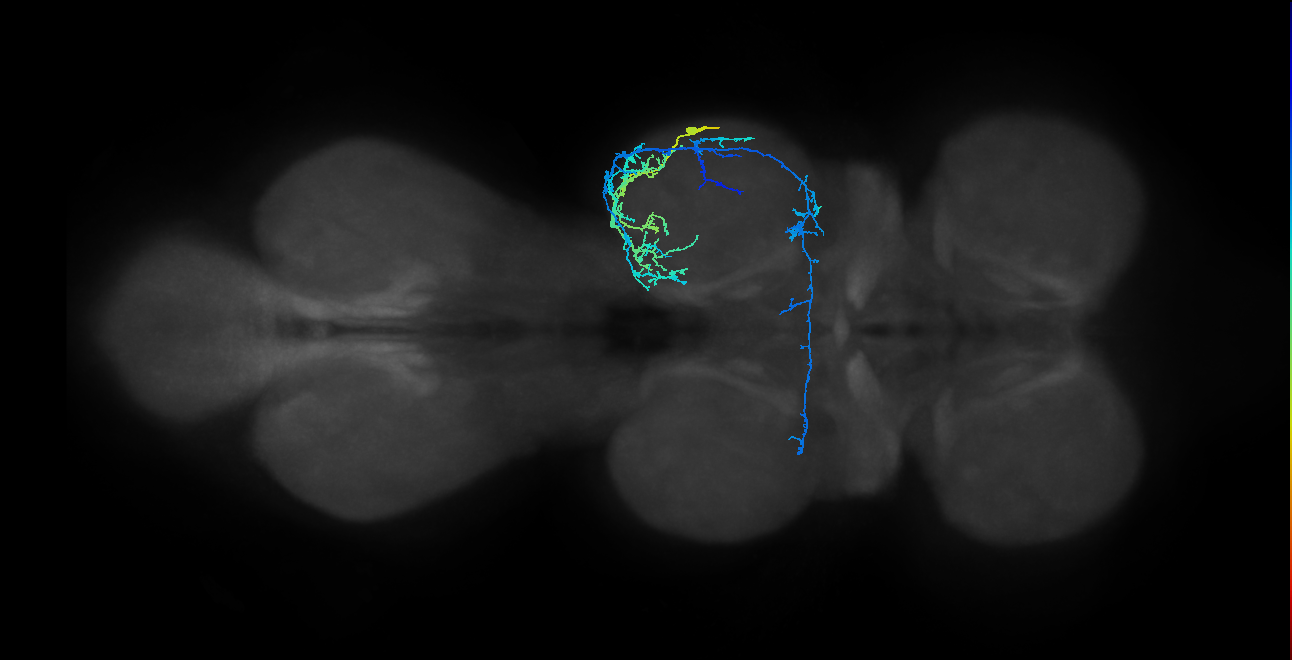 IN19A041_R (MaleCNS:816780)