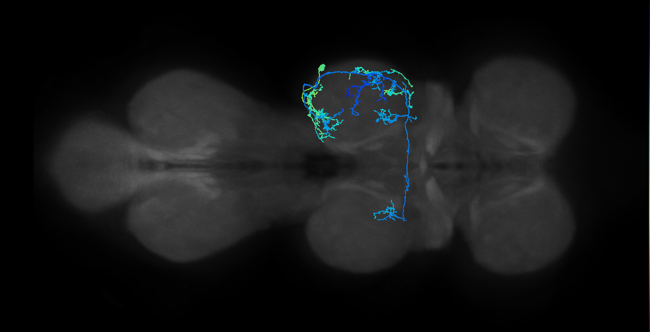 IN19A041_R (MaleCNS:908605)
