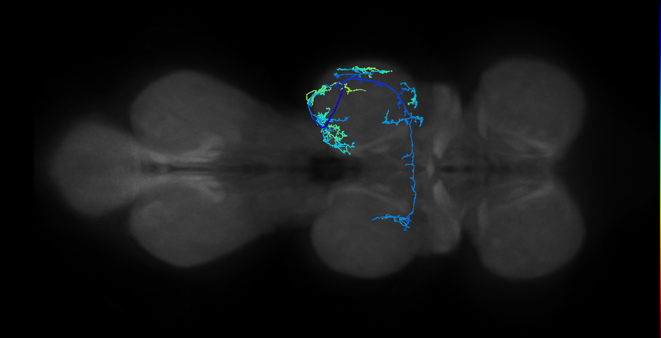 IN19A041_R (MaleCNS:805785)