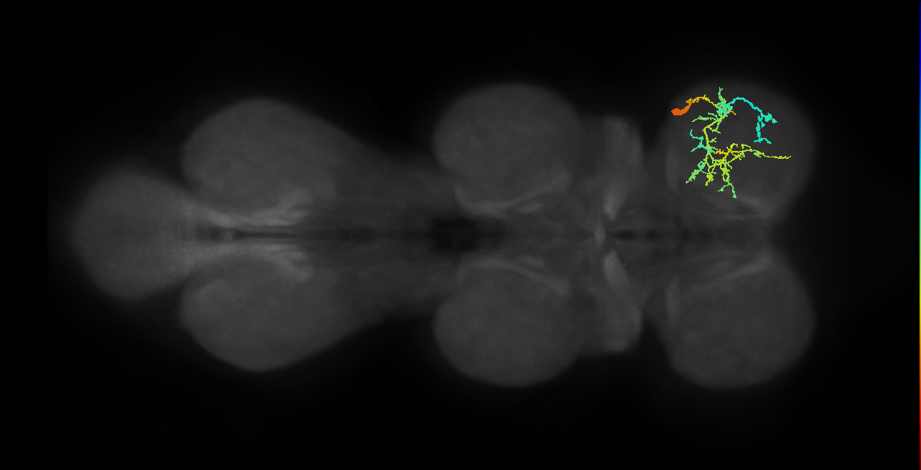 IN19A059_R (MaleCNS:807419)