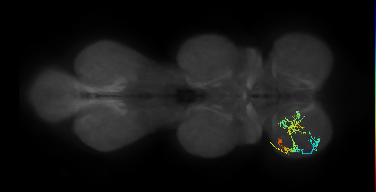 IN19A059_L (MaleCNS:813914)