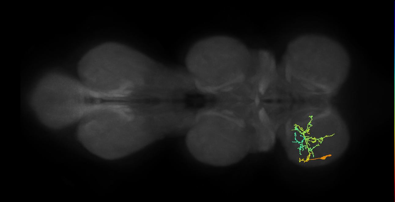 IN19A059_L (MaleCNS:903381)