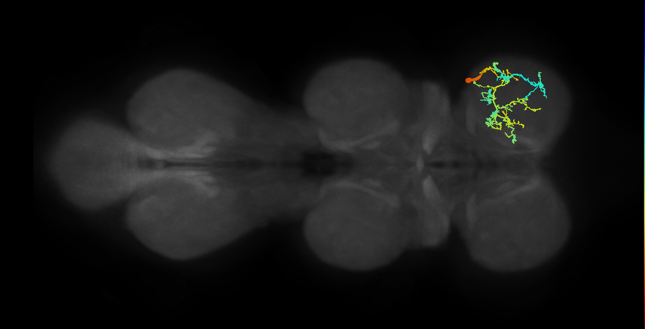 IN19A059_R (MaleCNS:1054401467)