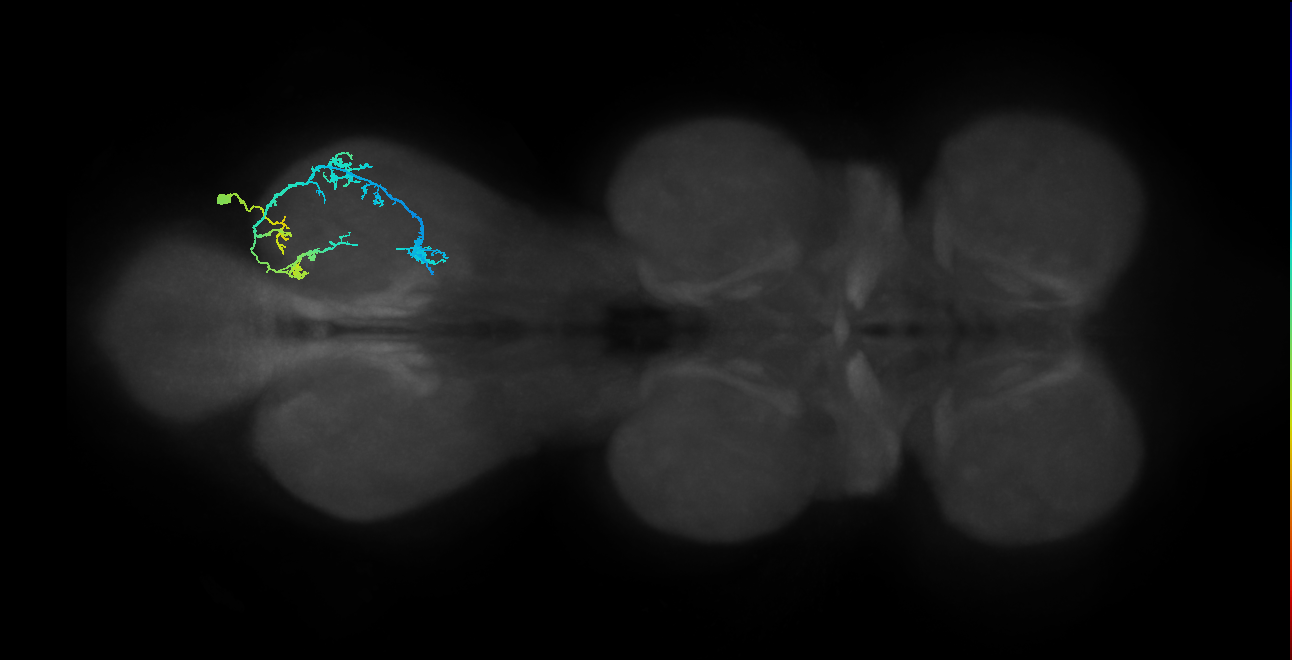 IN19A060_R (MaleCNS:910779)