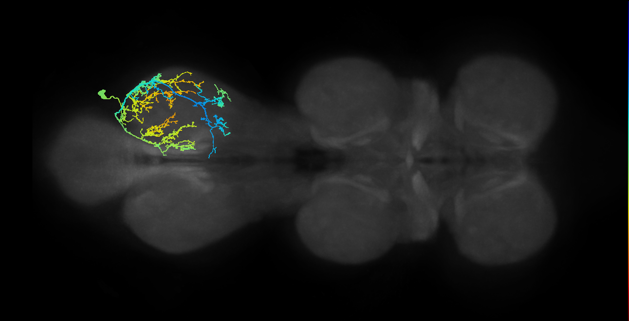 IN19A060_b_R (MaleCNS:807645)