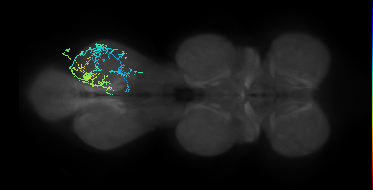 IN19A060_c_R (MaleCNS:805183)