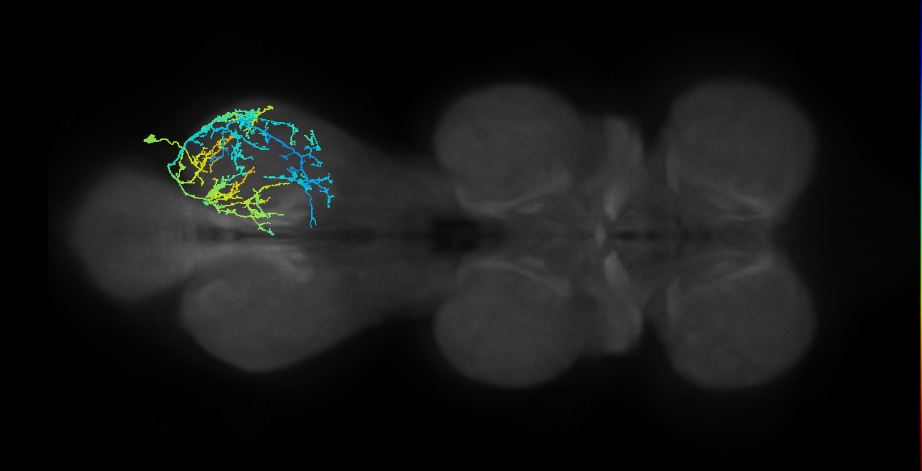 IN19A060_c_R (MaleCNS:805921)