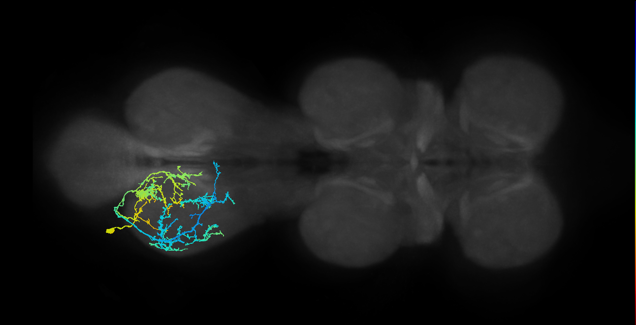 IN19A060_c_L (MaleCNS:904105)