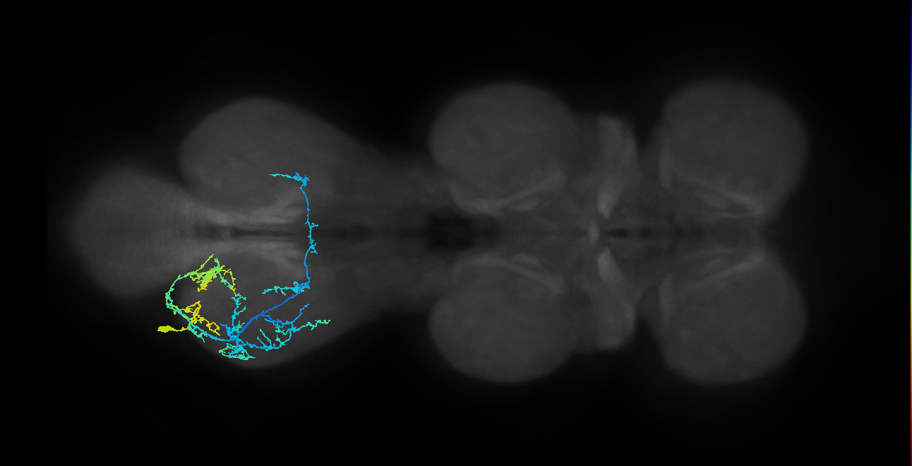 IN19A060_c_L (MaleCNS:908724)