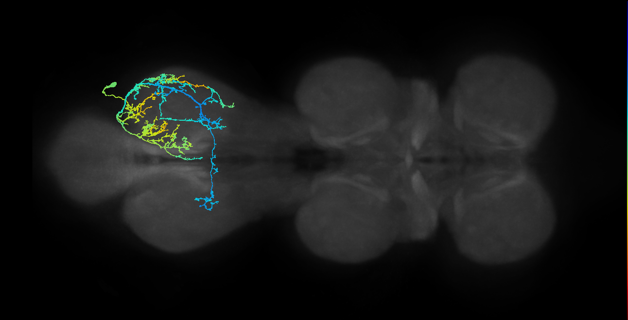 IN19A060_c_R (MaleCNS:807324)