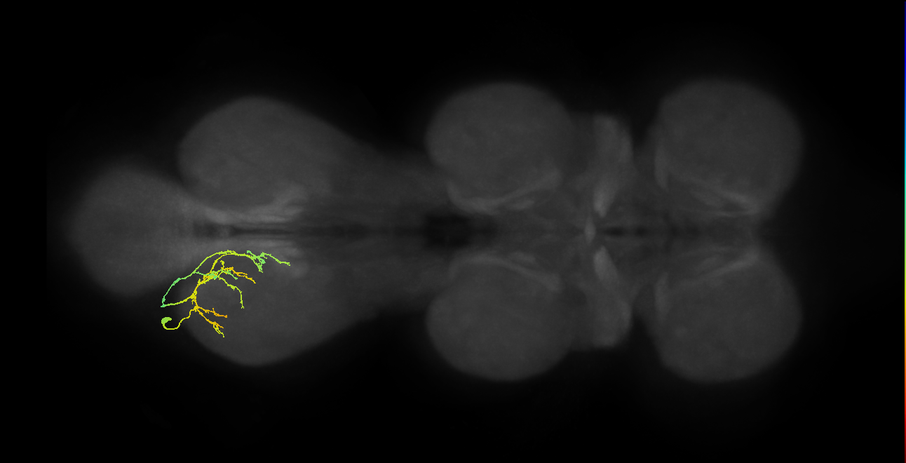 IN19A060_d_L (MaleCNS:823051)