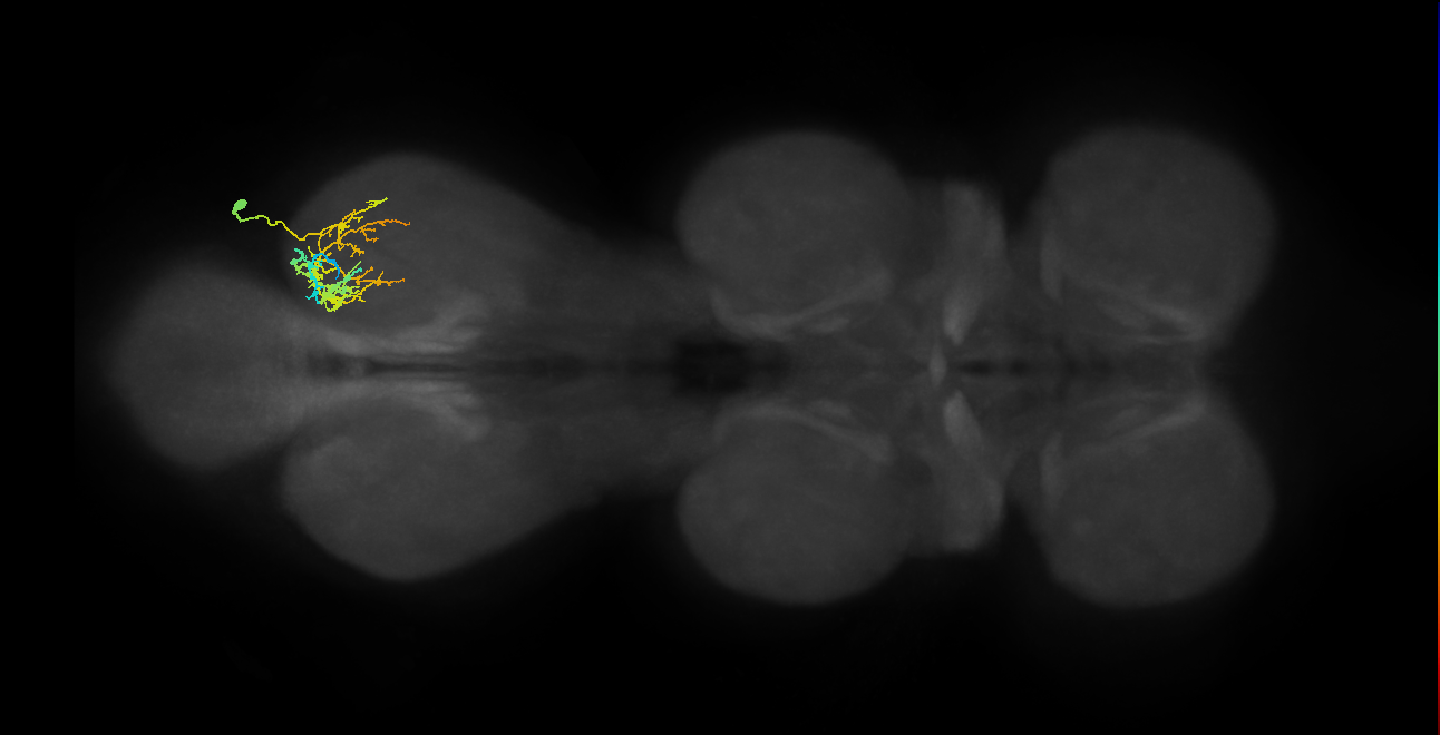 IN19A060_d_R (MaleCNS:818315)
