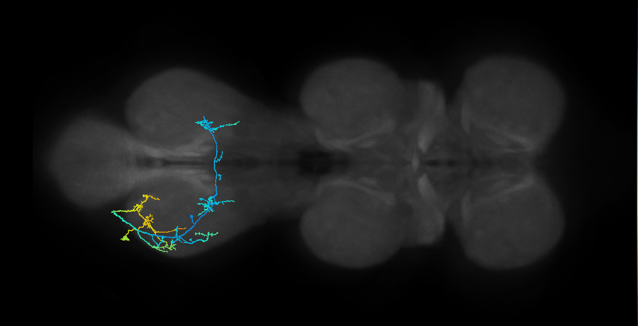 IN19A060_d_L (MaleCNS:801888)