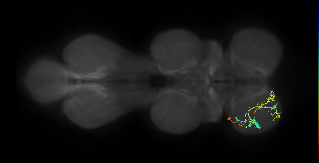 IN19A064_L (MaleCNS:903458)