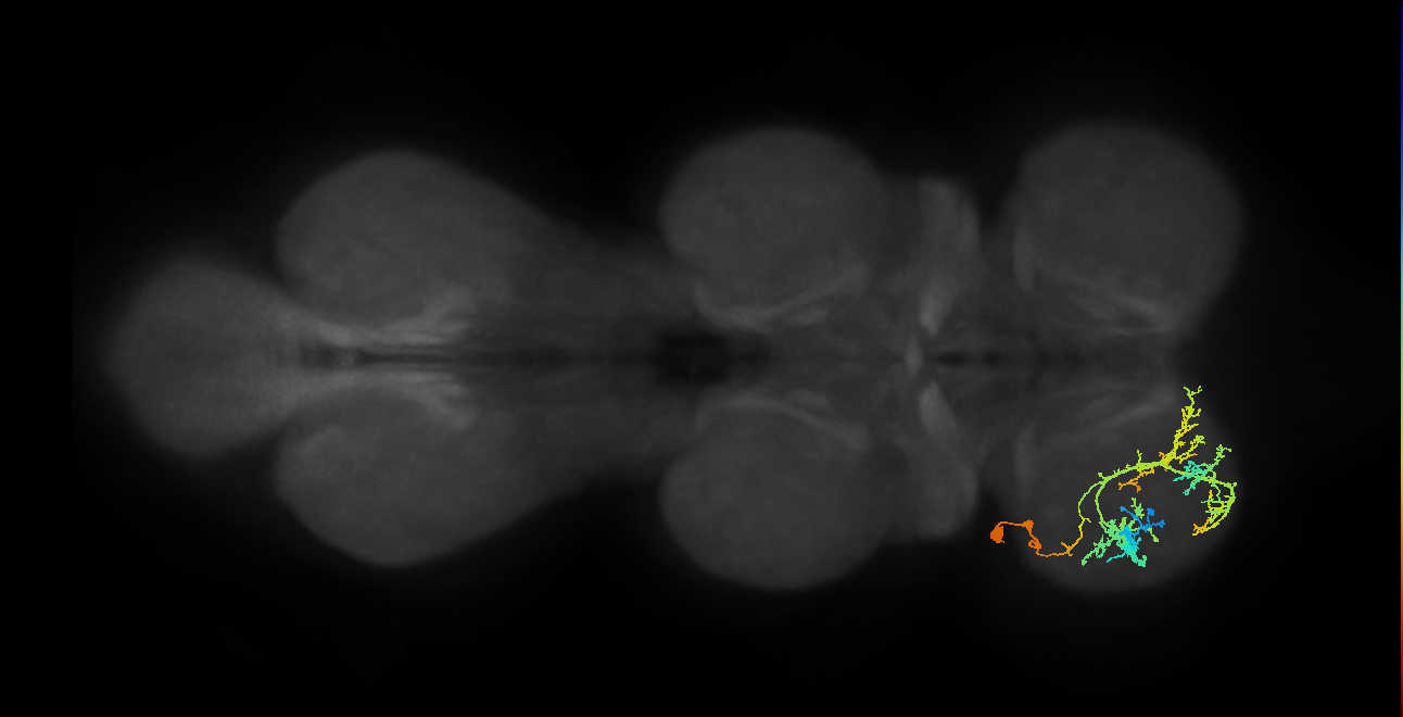 IN19A064_L (MaleCNS:903931)