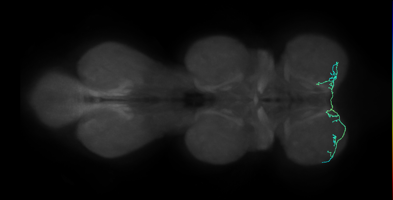 IN19A065_L (MaleCNS:821169)