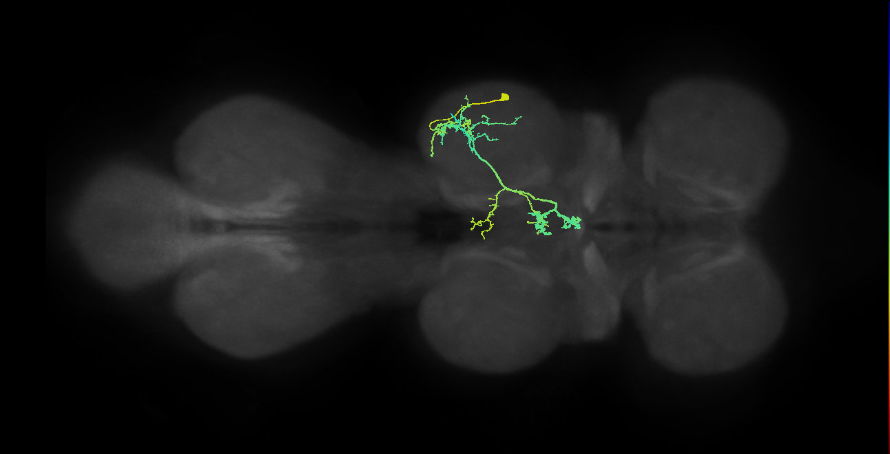 IN19A069_a_R (MaleCNS:906330)