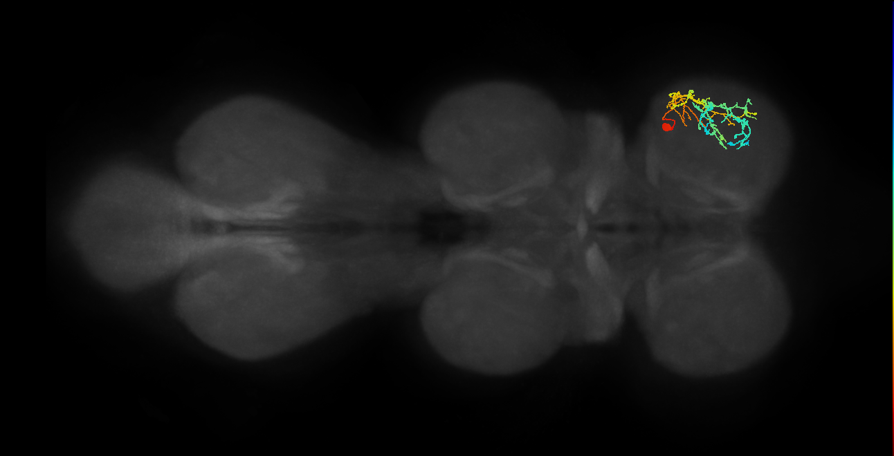 IN19A073_R (MaleCNS:819412)