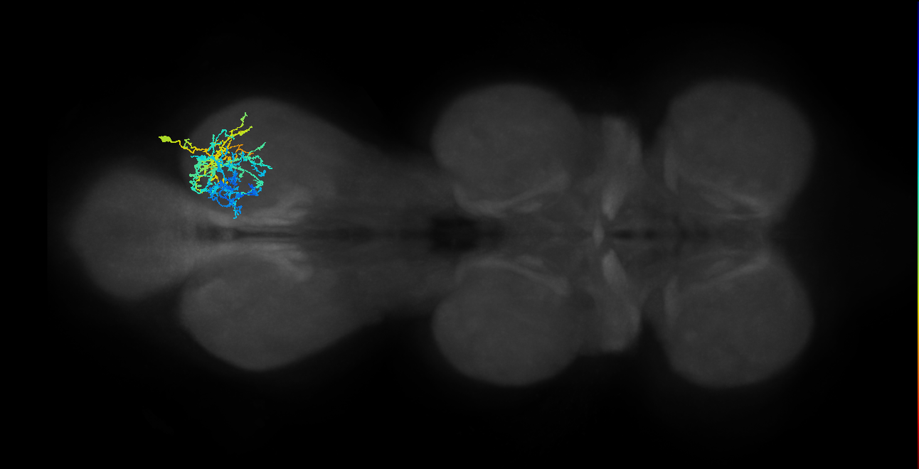 IN19A073_R (MaleCNS:808218)