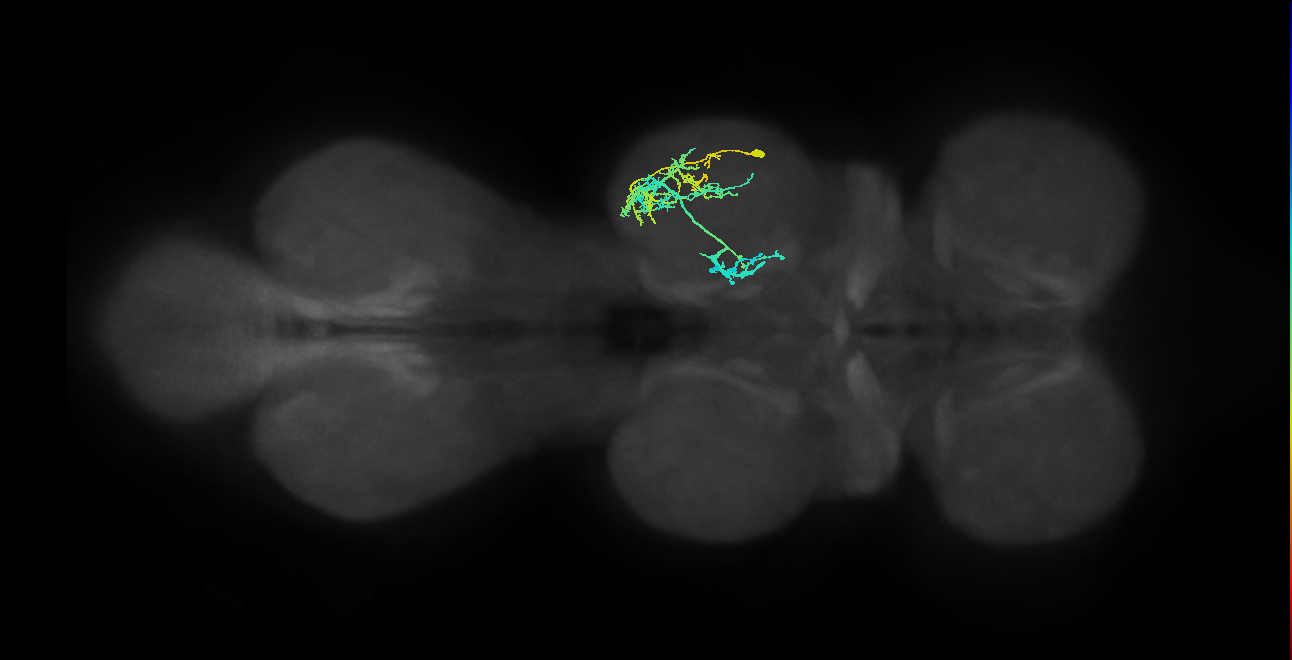 IN19A085_R (MaleCNS:803612)