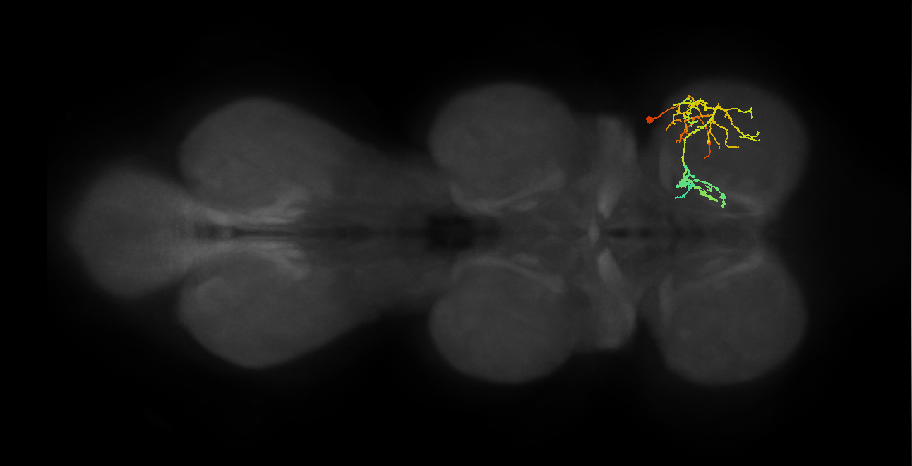 IN19A088_b_R (MaleCNS:801264)