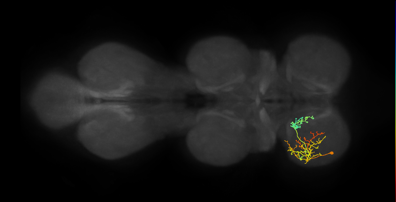 IN19A088_b_L (MaleCNS:904249)