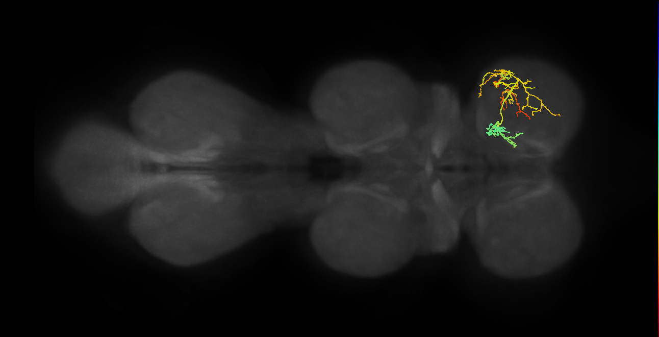 IN19A088_b_R (MaleCNS:912065)