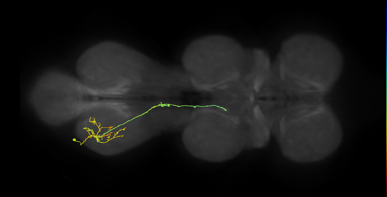 IN19A093_L (MaleCNS:817351)