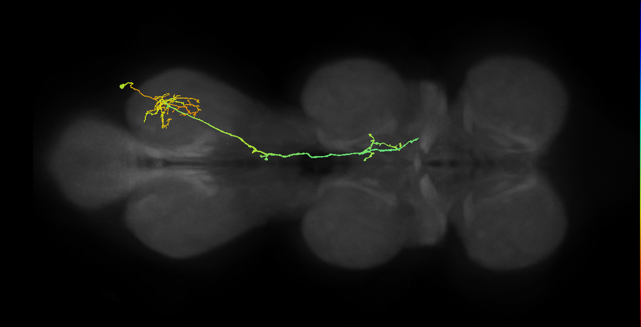 IN19A093_R (MaleCNS:817145)