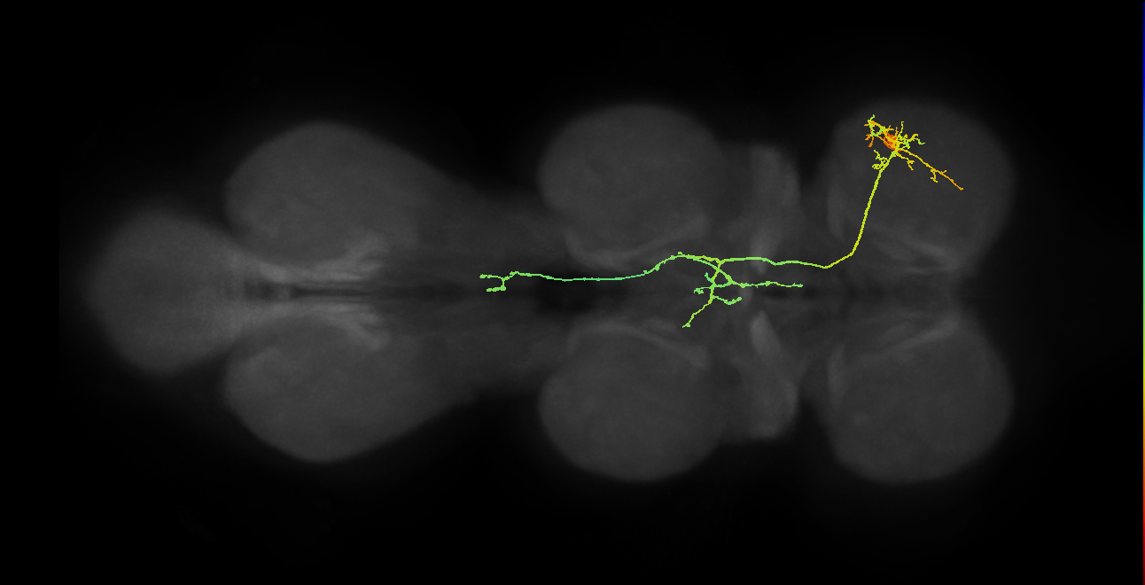 IN19A093_R (MaleCNS:914406)